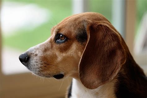 dogs that are similar to beagles
